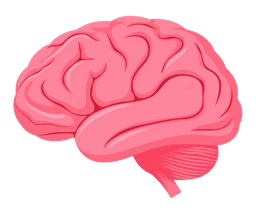Brain